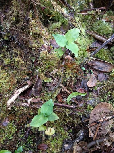 Anoectochilus sandvicensis, photographed by Kevin Faccenda
