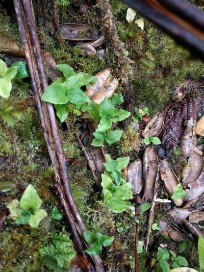 Anoectochilus sandvicensis, photographed by Kevin Faccenda