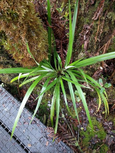 Astelia menziesiana, photographed by Kevin Faccenda