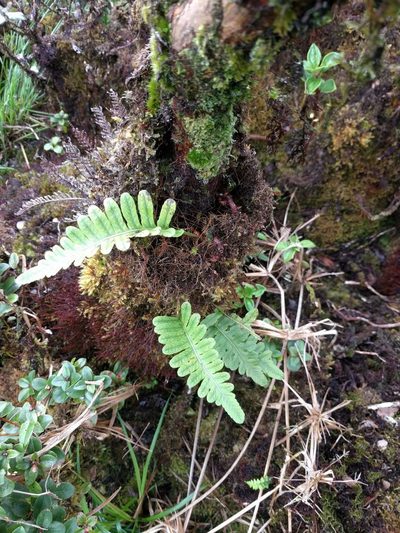 Polypodium pellucidum, photographed by Kevin Faccenda