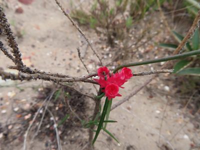 Microloma tenuifolium, photographed by linkie