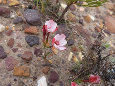 Geissorhiza ovata, photographed by linkie