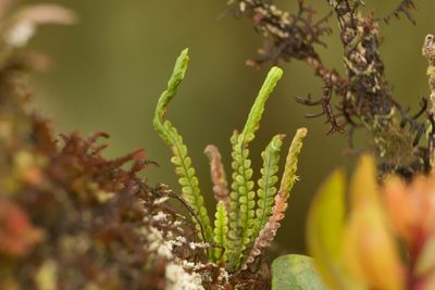 Stenogrammitis saffordii, photographed by Kevin Faccenda