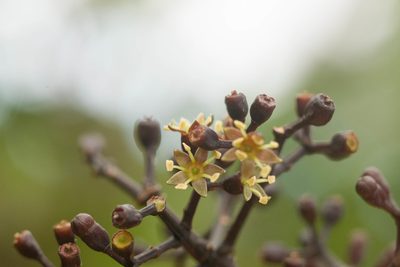 Cheirodendron trigynum, photographed by Kevin Faccenda