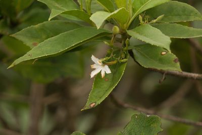 Scaevola gaudichaudiana, photographed by Kevin Faccenda