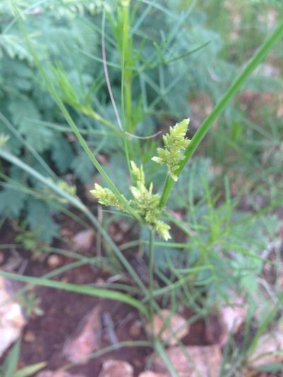 Cyperus sphaerolepis, photographed by Oscar C. González Martínez