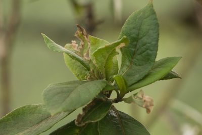 Scaevola gaudichaudiana, photographed by Kevin Faccenda