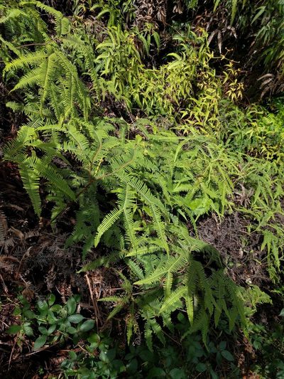 Sticherus owhyhensis, photographed by Kevin Faccenda