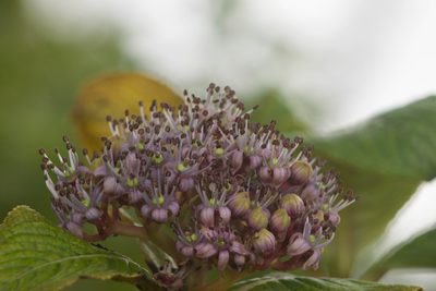 Hydrangea arguta, photographed by Kevin Faccenda