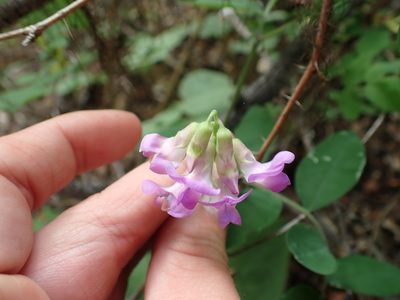 Lathyrus nevadensis, photographed by Ellyne Geurts