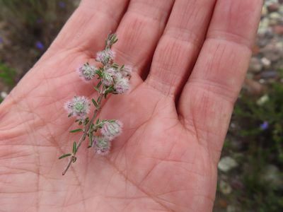 Erica pilosiflora, photographed by linkie
