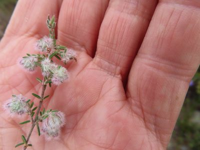 Erica pilosiflora, photographed by linkie