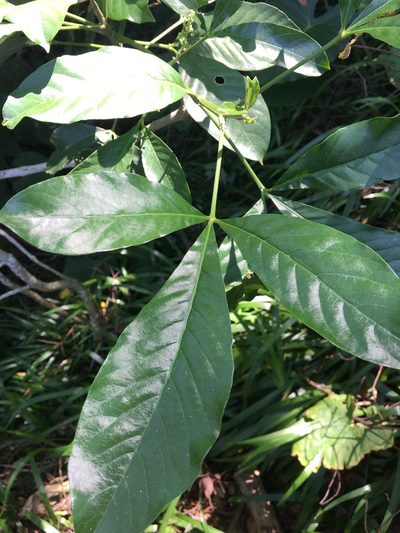 Melicope semecarpifolia, photographed by 何小花