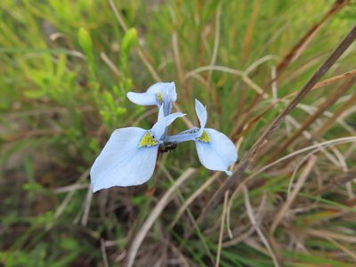 Moraea tripetala, photographed by linkie