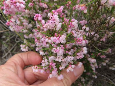 Erica quadrangularis, photographed by linkie
