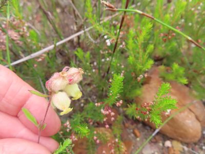 Hermannia hyssopifolia, photographed by linkie