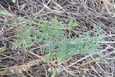 Artemisia pontica, photographed by Силаева Татьяна Борисовна