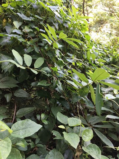 Derris taiwaniana, photographed by 何小花