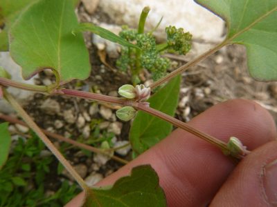 Fallopia convolvulus, photographed by Gabriel Mayrhofer
