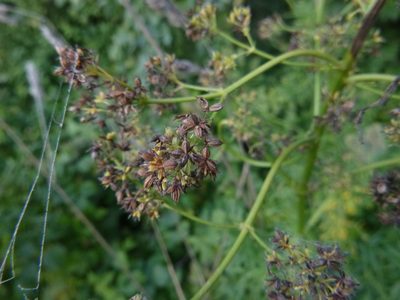 Thalictrum lucidum, photographed by Gabriel Mayrhofer