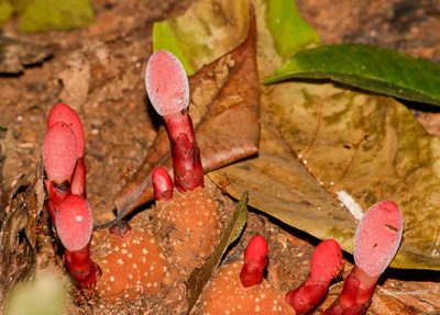 Balanophora dioica, photographed by Rejoice Gassah