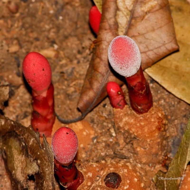 Balanophora dioica, photographed by Rejoice Gassah