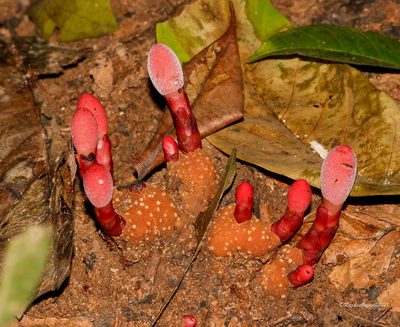 Balanophora dioica, photographed by Rejoice Gassah