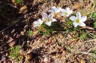 Oxalis versicolor, photographed by linkie