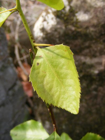 Gymnosporia harveyana, photographed by Andrew Deacon