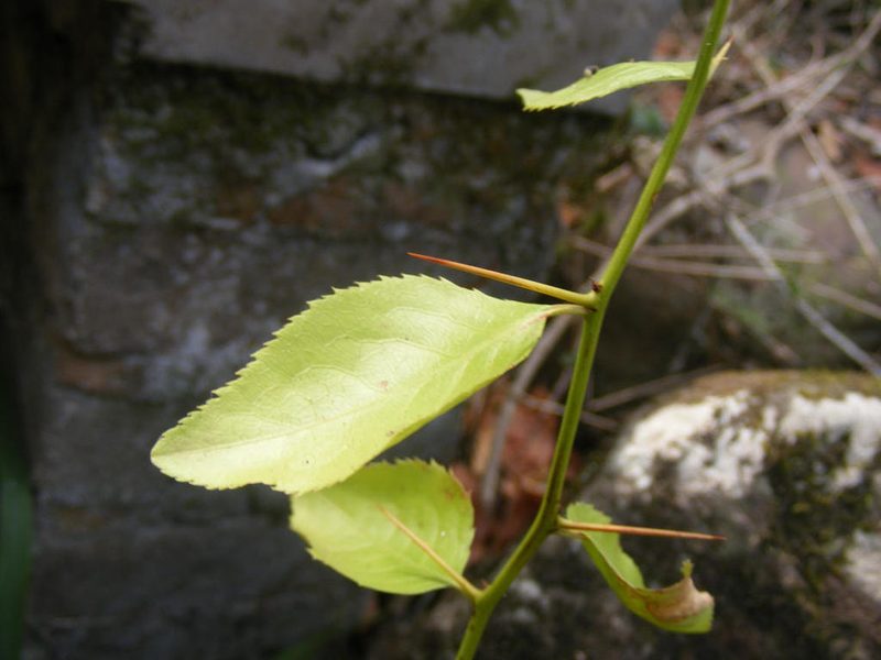 Gymnosporia harveyana, photographed by Andrew Deacon