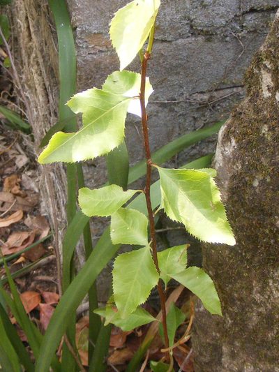 Gymnosporia harveyana, photographed by Andrew Deacon