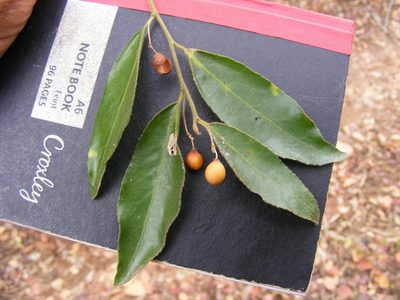 Maytenus peduncularis, photographed by Andrew Deacon