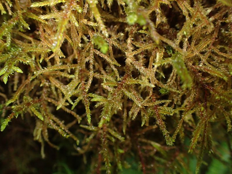 Loeskeobryum brevirostre, photographed by George Greiff