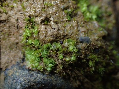 Fossombronia wondraczekii, photographed by George Greiff