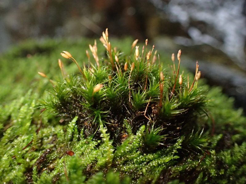 Ptychomitrium polyphyllum, photographed by George Greiff
