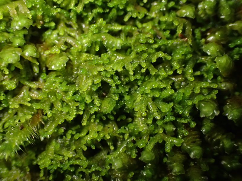 Lepidozia cupressina, photographed by George Greiff
