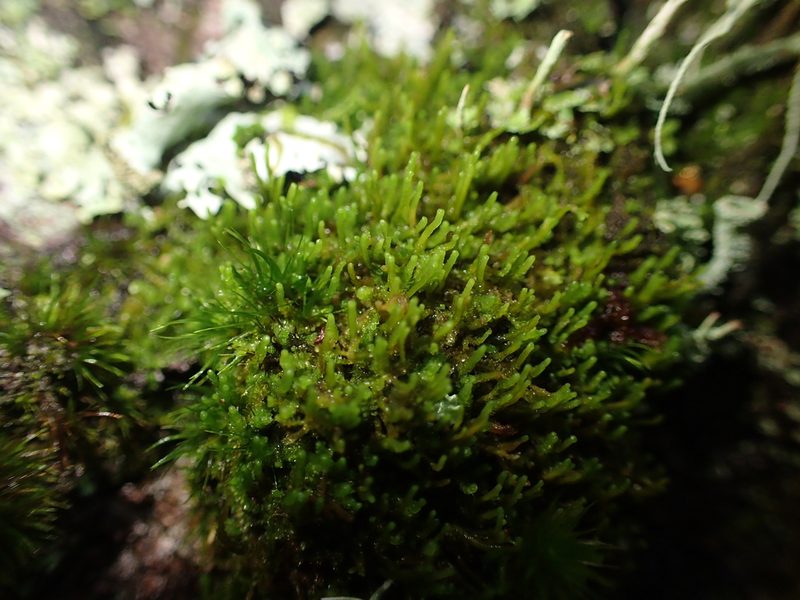 Neoorthocaulis attenuatus, photographed by George Greiff