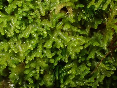Lepidozia cupressina, photographed by George Greiff