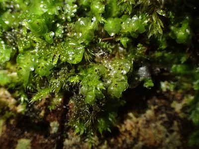 Scapania nemorea, photographed by George Greiff