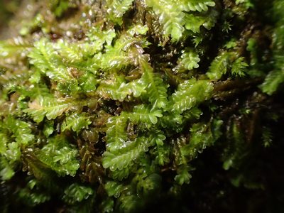 Saccogyna viticulosa, photographed by George Greiff