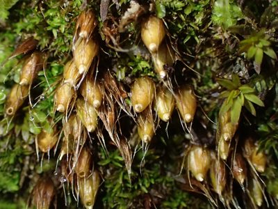 Diphyscium foliosum, photographed by George Greiff