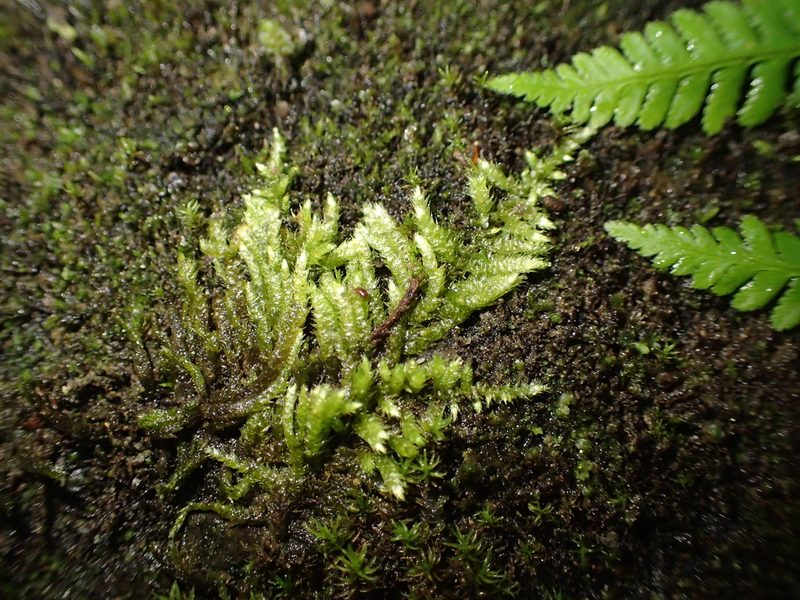 Hyocomium armoricum, photographed by George Greiff