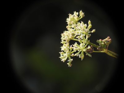 Seseli montanum, photographed by Yves Bas