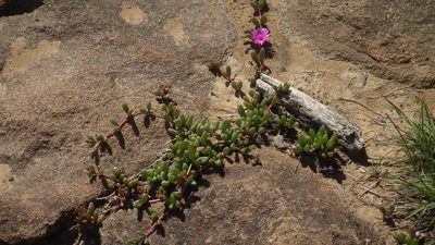 Delosperma repens, photographed by Shaun Swanepoel