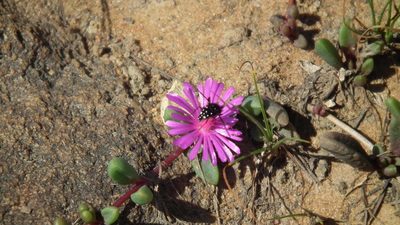 Delosperma repens, photographed by Shaun Swanepoel