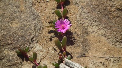 Delosperma repens, photographed by Shaun Swanepoel