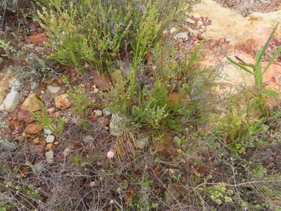Serruria flagellifolia, photographed by linkie