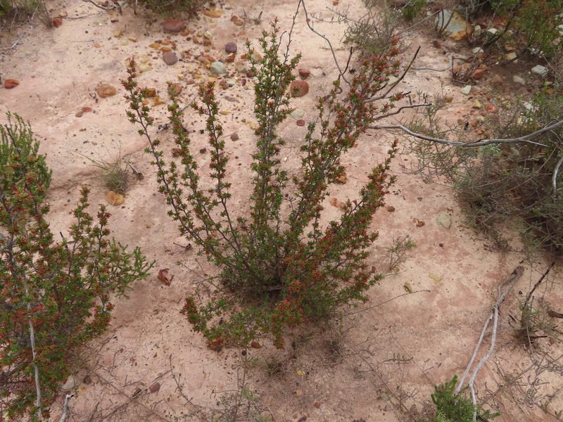 Cliffortia ferricola, photographed by linkie