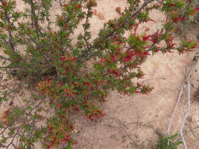 Cliffortia ferricola, photographed by linkie