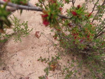 Cliffortia ferricola, photographed by linkie